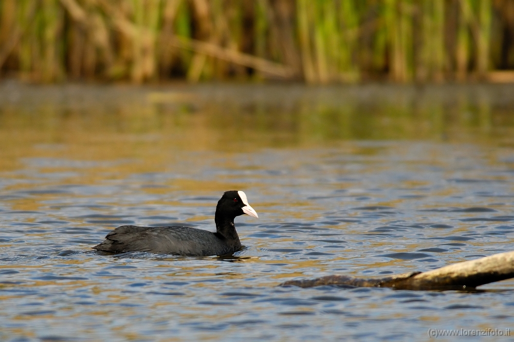 01 Fulica atra  (Folaga).jpg